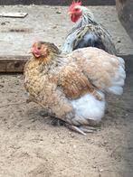 Cochin kriel, Dieren en Toebehoren, Pluimvee, Meerdere dieren, Kip