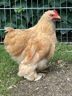 Cochin haantjes, Dieren en Toebehoren, Pluimvee, Mannelijk, Kip