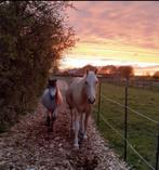 Palomino paint APHA & welsh a pony schimmel, Dieren en Toebehoren, Paarden, Ruin, Recreatiepaard