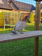 Postduiven duiven, Dieren en Toebehoren, Mannelijk, Postduif