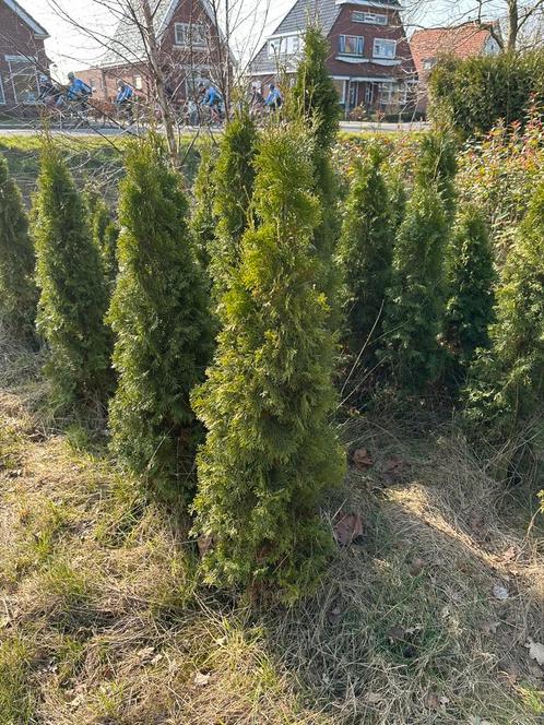 Thuja smaragd 100 - 180 cm hoog, Tuin en Terras, Planten | Struiken en Hagen, Conifeer, 100 tot 250 cm, Ophalen