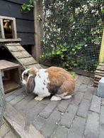 Hangoor konijn, Vrouwelijk, Groot, Hangoor, 0 tot 2 jaar