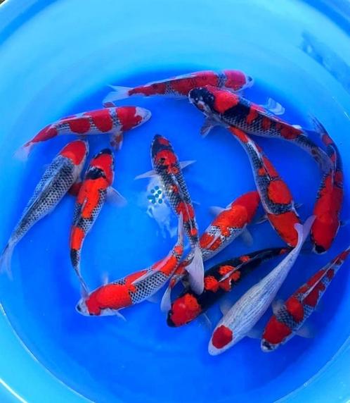 De mooiste Japankoi koop je in Dalen , G&D Koi en aquaria, Dieren en Toebehoren, Vissen | Vijvervissen, Karper of Koi