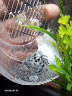 Phidippus regius White Bahamas, springspin, springspinnen, Dieren en Toebehoren, Insecten en Spinnen, Mieren