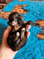 ## Prachtige lieve Shih tzu puppy's oa Mokka en een mini ##, Overige rassen, Meerdere, Meerdere dieren, Nederland