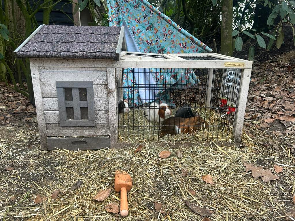 Drie schattige cavias (mannetjes), Ophalen of Verzenden, Gebruikt, Overige typen