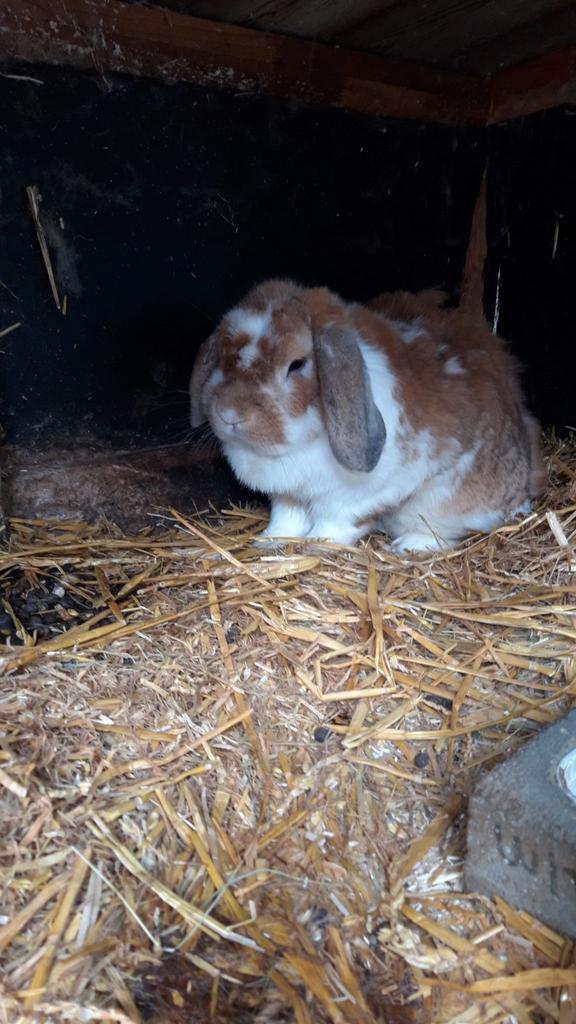 Nieuw baasje gezocht!, Dieren en Toebehoren, Konijnen, Dwerg, Mannelijk, 3 tot 5 jaar, Hangoor