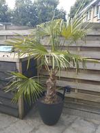 Grote Palmboom met Pot - 2 Meter Hoog, Ophalen, In pot, Palmboom, 100 tot 250 cm