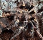 Diverse Vogelpinnen, Dieren en Toebehoren, Spin of Schorpioen