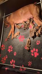 Rhodesian ridgeback pups met FCI stamboom, Rabiës (hondsdolheid), Overige rassen, 8 tot 15 weken, Meerdere