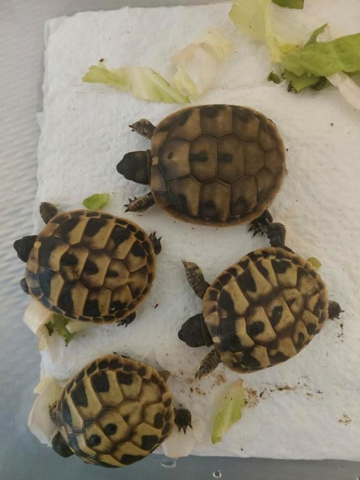 Testudo hermanni boetgeri