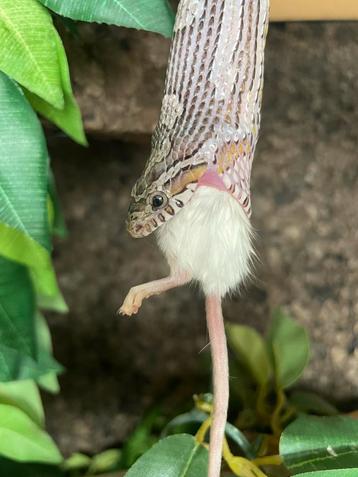 Pantherophis guttata met terrarium beschikbaar voor biedingen