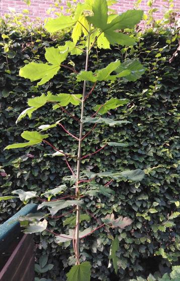 Acer pseudoplatanus ( gewone esdoorn ) beschikbaar voor biedingen