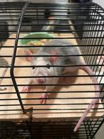 Ratje nog geen jaar oud, Dieren en Toebehoren, Rat, Augustus, Mannelijk, Tam