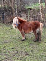 Lieve merrie . Drachtig voor 2025 zomer, Dieren en Toebehoren, Pony's, Merrie, Recreatiepony, Ontwormd