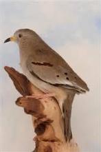 peru duif tt kwaliteit, Dieren en Toebehoren, Mannelijk