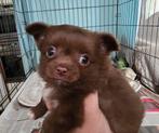 Chihuahua 2x choco reutje geboren 31 mei, CDV (hondenziekte), 8 tot 15 weken, Meerdere, Meerdere dieren
