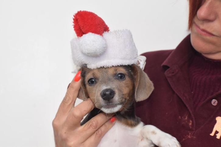 Jack Russell pups jack russel, Dieren en Toebehoren, Honden | Jack Russells en Terriërs, Meerdere dieren, Jack Russell Terriër