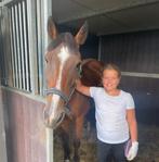 Verzorgpony gezocht/ bijrijder aangeboden