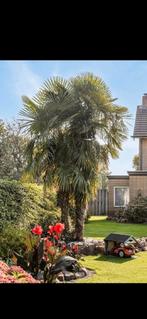 Grote palmboom, Zomer, Palmboom, 400 cm of meer, Ophalen