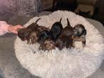 Dwerg/kaninchen teckel pups teefje en choco tan gereserveerd, Dieren en Toebehoren, Honden | Teckels en Dashonden, Kaninchen, 8 tot 15 weken