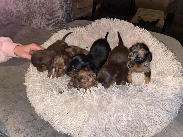 Dwerg/kaninchen teckel pups teefje en choco tan gereserveerd, Dieren en Toebehoren, Honden | Teckels en Dashonden, Meerdere dieren