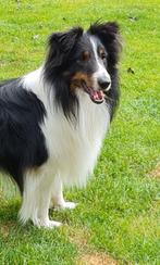 Sheltie dekreu, Dieren en Toebehoren, Particulier, Rabiës (hondsdolheid), Reu, Buitenland