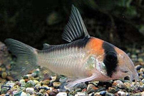 corydoras past in ieder gezeldschap aquarium, Dieren en Toebehoren, Vissen | Aquariumvissen, Vis