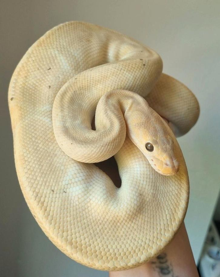 Tekoop ball-python-Koningspythons, Dieren en Toebehoren, Reptielen en Amfibieën, Slang, 3 tot 6 jaar