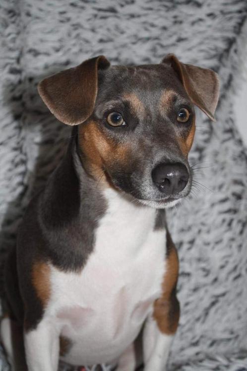 Lieve ervaren dekreu Bruce, Dieren en Toebehoren, Honden | Dekreuen, Reu, Particulier, Meerdere, Nederland, 6 jaar of ouder, CDV (hondenziekte)