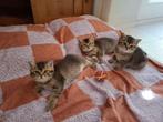 3 prachtige Brits korthaar kittens, Meerdere dieren, Ontwormd, 0 tot 2 jaar