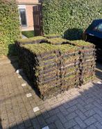 Groendak wij hebben alle materialen om zelf uw groen dak, Ophalen of Verzenden, Zomer, Volle zon