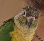 Erg lieve en tamme Pyrrhura, Dieren en Toebehoren, Vogels | Parkieten en Papegaaien, Mannelijk, Parkiet, Tam