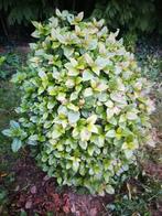 Gratis wintergroene hester Viburnum, Vaste plant, Halfschaduw, Lente, Ophalen