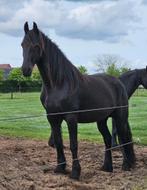 3 Schitterende merries en 1 veulen te koop, Dieren en Toebehoren, Paarden, Merrie