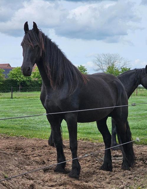 3 Schitterende merries en 1 veulen te koop, Dieren en Toebehoren, Paarden, Merrie