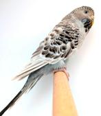 Blackface pallid grijs, Dieren en Toebehoren, Vogels | Parkieten en Papegaaien, Vrouwelijk, Parkiet