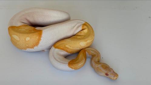 Albino pied (piebald) man 2024 ball python, Dieren en Toebehoren, Reptielen en Amfibieën, Slang