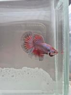 Betta splendens / Halfmoon, Dieren en Toebehoren, Vis
