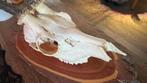 Reeënschedel met Gewei op Houten Plak, Antiek en Kunst, Ophalen