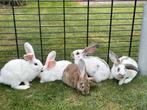 Duitse reus konijnen, Dieren en Toebehoren, Konijnen, Meerdere dieren, Groot, 0 tot 2 jaar