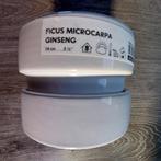 Bloempot Ficus Microcarpa Ginseng, Huis en Inrichting, Kamerplanten, Ophalen of Verzenden, Overige soorten, Minder dan 100 cm
