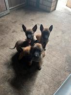 Mechelse herder pups, 8 tot 15 weken, Meerdere, Meerdere dieren, Herder