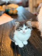 Kruising Ragdoll Maine Coon, Dieren en Toebehoren, Meerdere dieren, Gechipt