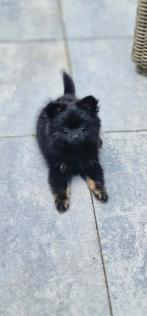 Raszuivere Pomeranian pups verwacht eind september, Dieren en Toebehoren, Honden | Chihuahua's en Gezelschapshonden, Overige rassen