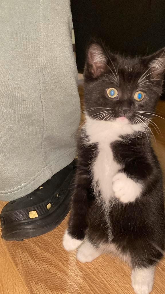 Britse /Tuxedo kittens zwart en wit korthaar kitten, Dieren en Toebehoren, Katten en Kittens | Raskatten | Korthaar, Meerdere dieren