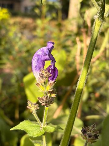 Strobilanthes atropurpureus - Trompetkruid beschikbaar voor biedingen