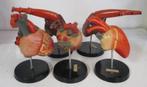 vintage collectie anatomische modellen harten Somso 5A, Verzenden