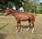 Spring veulen, hengst, DrummerXDakarXElcaroXPurioso, Dieren en Toebehoren, Hengst