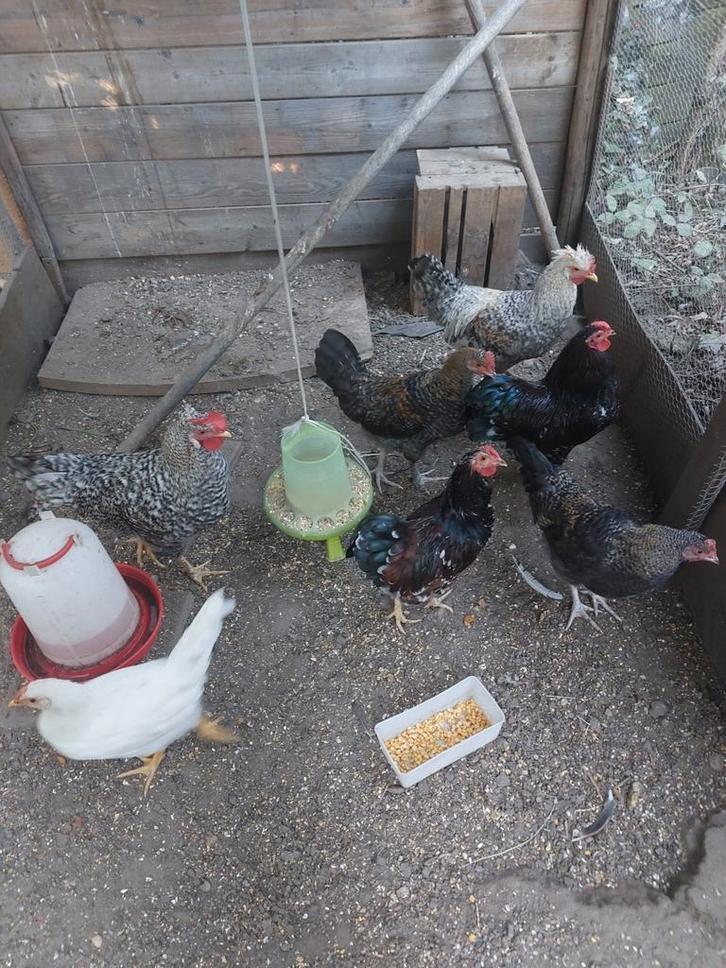 Diverse Hanen te koop., Dieren en Toebehoren, Pluimvee | Toebehoren, Zo goed als nieuw, Kippenhok of Kippenren, Ophalen